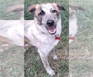 Great Pyrenees-Unknown Mix Dogs for adoption in Boston, MA, USA