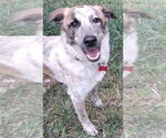Small Great Pyrenees Mix