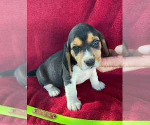 Beagle Puppy for sale in BOWLING GREEN, KY, USA
