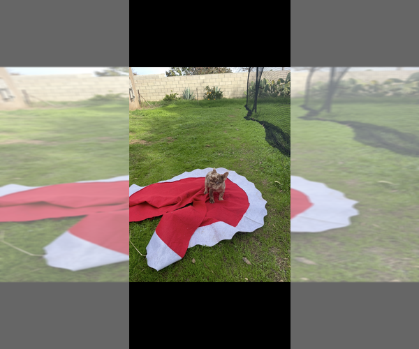 Medium Photo #2 French Bulldog Puppy For Sale in SAN DIEGO, CA, USA