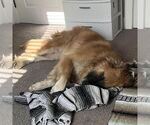 Small #2 Great Pyrenees Mix