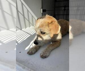 Border Terrier Dogs for adoption in Houston, TX, USA