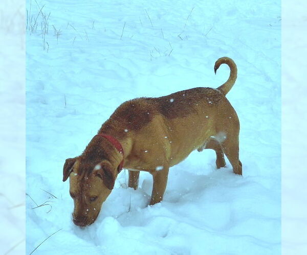 Medium Photo #4 - Mix Puppy For Sale in Rutherfordton, NC, USA