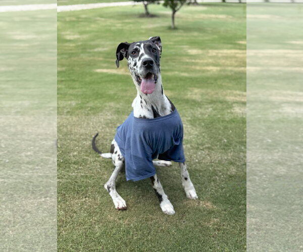 Medium Photo #4 Great Dane Puppy For Sale in PIPE CREEK, TX, USA
