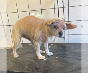 Mutt Dogs for adoption in Downey, CA, USA