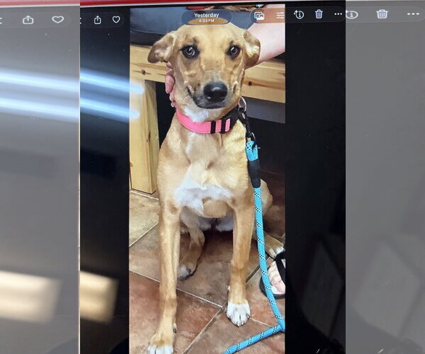 Medium Photo #1 Mutt Puppy For Sale in Amarillo, TX, USA