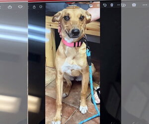 Mutt Dogs for adoption in Amarillo, TX, USA