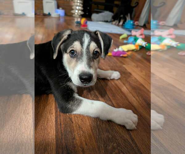 Medium Photo #8 Siberian Husky-Unknown Mix Puppy For Sale in Plainfield, IL, USA