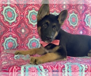German Shepherd Dog Puppy for sale in LANCASTER, PA, USA