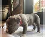 Small Photo #9 American Bully Puppy For Sale in SOMERSET, KY, USA