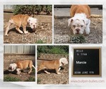 Small #3 Olde English Bulldogge