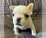 Small Photo #15 French Bulldog Puppy For Sale in JOHNS ISLAND, SC, USA