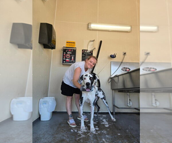 Medium Photo #10 Great Dane Puppy For Sale in Bullard, TX, USA