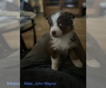 Small Photo #18 Australian Shepherd Puppy For Sale in MILLBORO, VA, USA