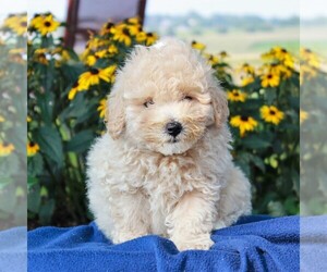 Poochon Puppy for sale in NARVON, PA, USA