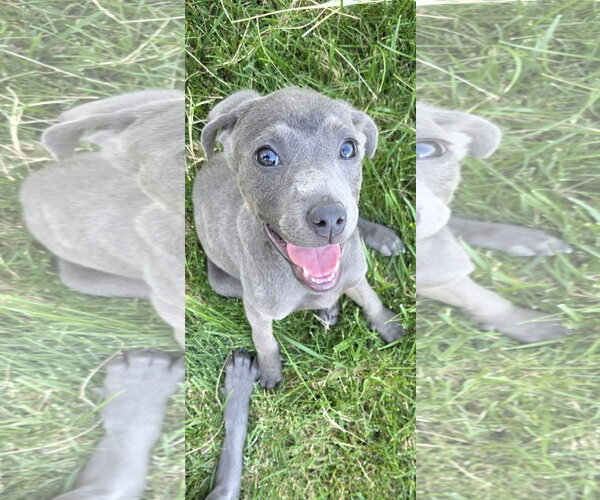 Medium Photo #2 American Pit Bull Terrier-Unknown Mix Puppy For Sale in Sandy, UT, USA
