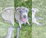 Small #1 American Pit Bull Terrier Mix
