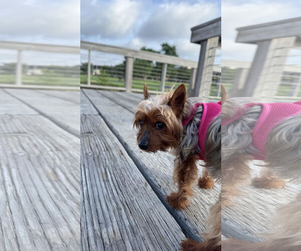 Medium Photo #6 Mutt Puppy For Sale in Farmington, MN, USA
