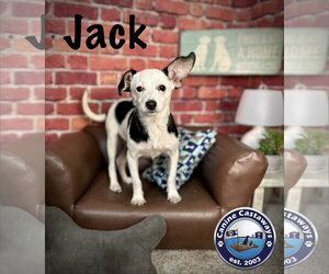 Jack - Male Taco Terrier Dog for Adoption - Photo #4