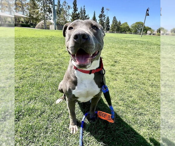 Medium Photo #4 American Staffordshire Terrier-Unknown Mix Puppy For Sale in San Juan Capistrano, CA, USA