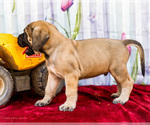 Small Photo #29 Mastiff Puppy For Sale in WAKARUSA, IN, USA