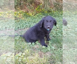 Labrador Retriever Puppy for sale in ARTHUR, IL, USA