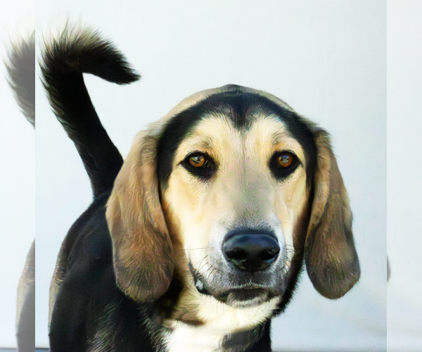 Medium Photo #1 Saluki Puppy For Sale in Pasadena, CA, USA