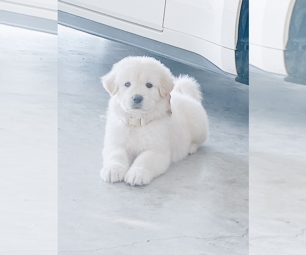 Medium Photo #17 Great Pyrenees Puppy For Sale in MCALLEN, TX, USA