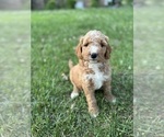 Puppy Curly girly Goldendoodle-Poodle (Standard) Mix
