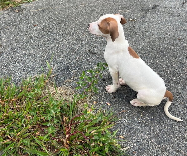 Medium Photo #4 American Pit Bull Terrier-Unknown Mix Puppy For Sale in Chester, VA, USA