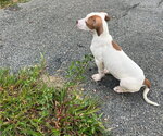 Small #3 American Pit Bull Terrier Mix