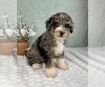 Small #2 Bernedoodle (Miniature)