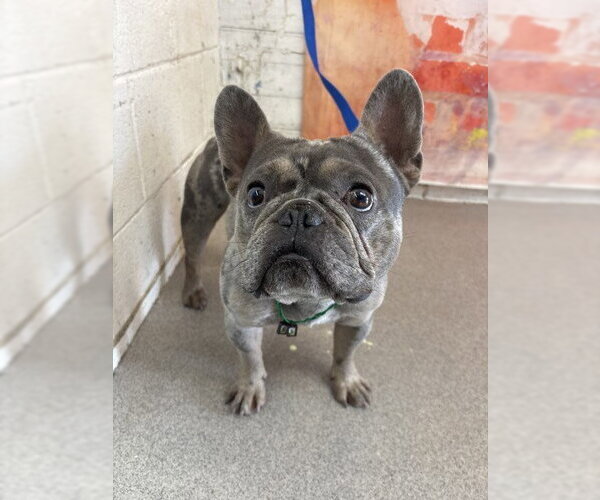 Medium Photo #1 French Bulldog Puppy For Sale in San Bernardino, CA, USA