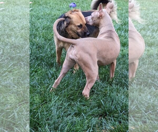 Medium Photo #5 American Staffordshire Terrier-Unknown Mix Puppy For Sale in Holly Springs, NC, USA