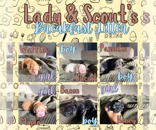 Medium Photo #1 Cocker Spaniel Puppy For Sale in HUFFMAN, TX, USA