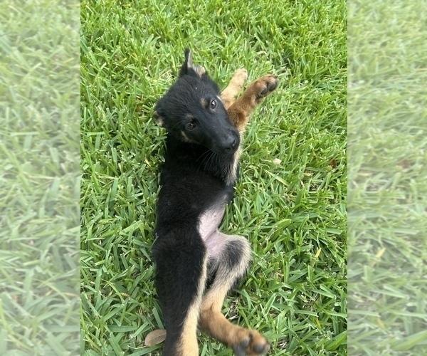Medium Photo #2 German Shepherd Dog Puppy For Sale in TEMPLE, TX, USA
