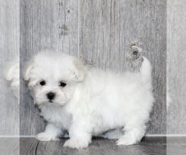 Medium Photo #10 Maltese Puppy For Sale in PEMBROKE PINES, FL, USA