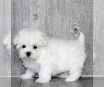 Puppy Teacup Maltese