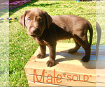 Small Photo #1 Labrador Retriever Puppy For Sale in LOS ANGELES, CA, USA