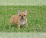 Small Photo #4 French Bulldog Puppy For Sale in ROYSE CITY, TX, USA