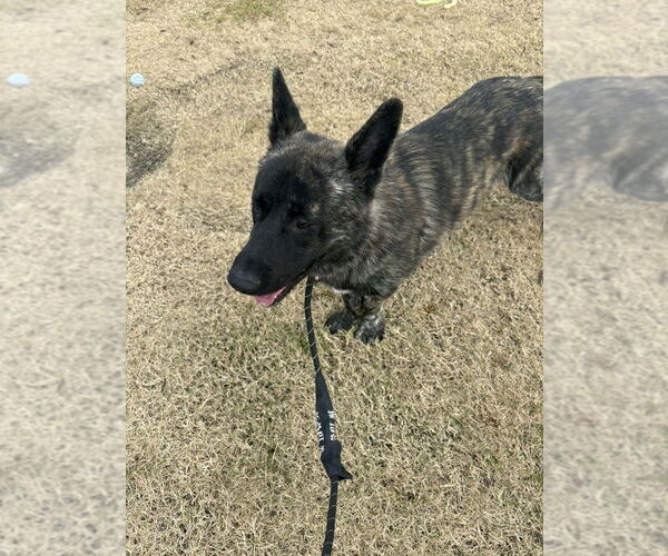 Medium Photo #1 Holland Shepherd-Unknown Mix Puppy For Sale in Imlay City, MI, USA