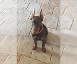 Small Photo #5 Doberman Pinscher Puppy For Sale in BOVEY, MN, USA