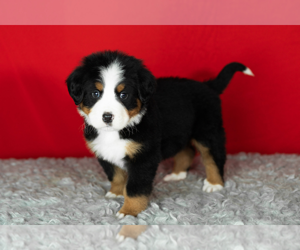Medium Photo #7 Bernese Mountain Dog Puppy For Sale in MILLERSBURG, IN, USA