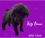 Small #1 Portuguese Water Dog