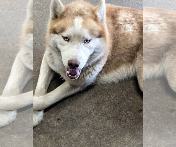 Medium Photo #4 Siberian Husky Puppy For Sale in Severn, MD, USA