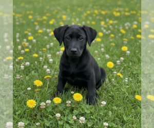 Labrador Retriever-Unknown Mix Dogs for adoption in MIDWAY, UT, USA