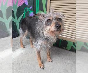 Mutt Dogs for adoption in Frisco, CO, USA