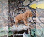Small Photo #28 Golden Retriever Puppy For Sale in GREENWOOD, WI, USA