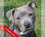 Small American Staffordshire Terrier-Bulldog Mix