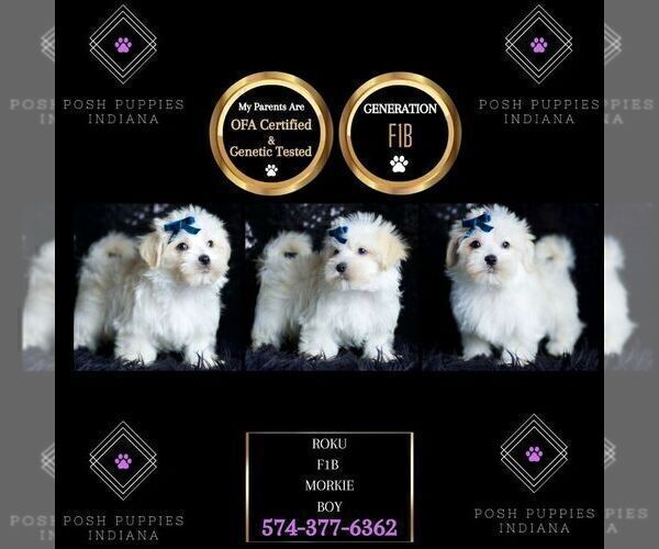 Medium Photo #81 Morkie Puppy For Sale in WARSAW, IN, USA